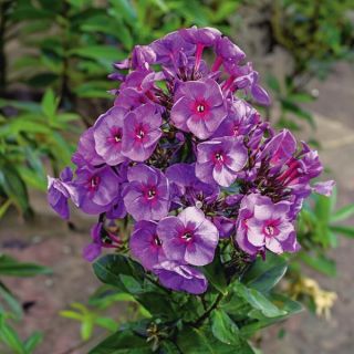 Smokey Phlox Thumbnail